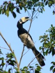 Oriental Pied Hornbill.JPG (91 KB)